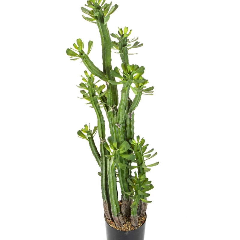 EUPHORBIA ROYLENA CACTUS 118 cm