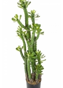EUPHORBIA ROYLENA CACTUS 118 cm