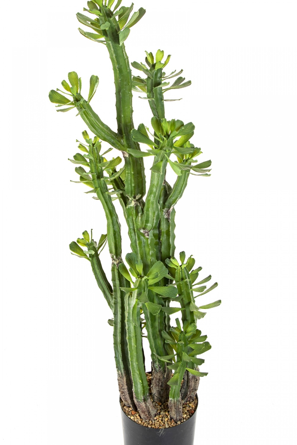 EUPHORBIA ROYLENA CACTUS 118 cm