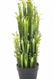 EUPHORBIA TRIGONA CACTUS 64 cm