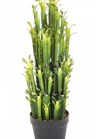 EUPHORBIA TRIGONA CACTUS 64 cm
