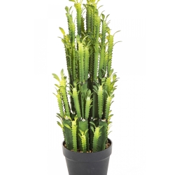 EUPHORBIA TRIGONA CACTUS 64 cm
