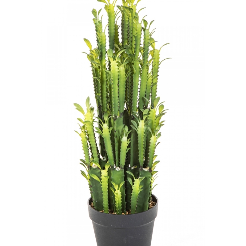 EUPHORBIA TRIGONA CACTUS 64 cm