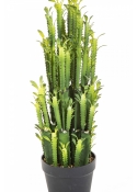 EUPHORBIA TRIGONA CACTUS 64 cm