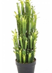 EUPHORBIA TRIGONA CACTUS 64 cm