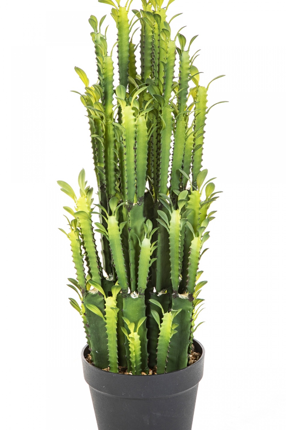 EUPHORBIA TRIGONA CACTUS 64 cm