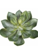 Echeveria Green 15 cm
