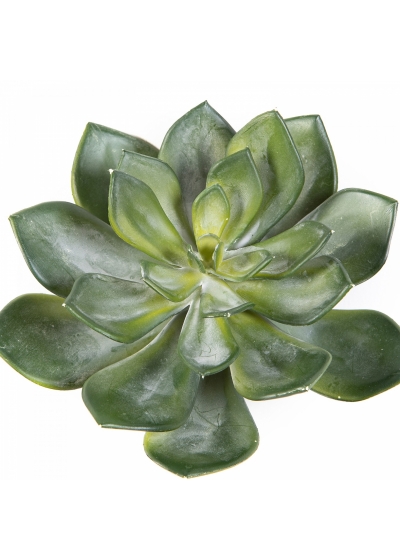 Echeveria Green 15 cm