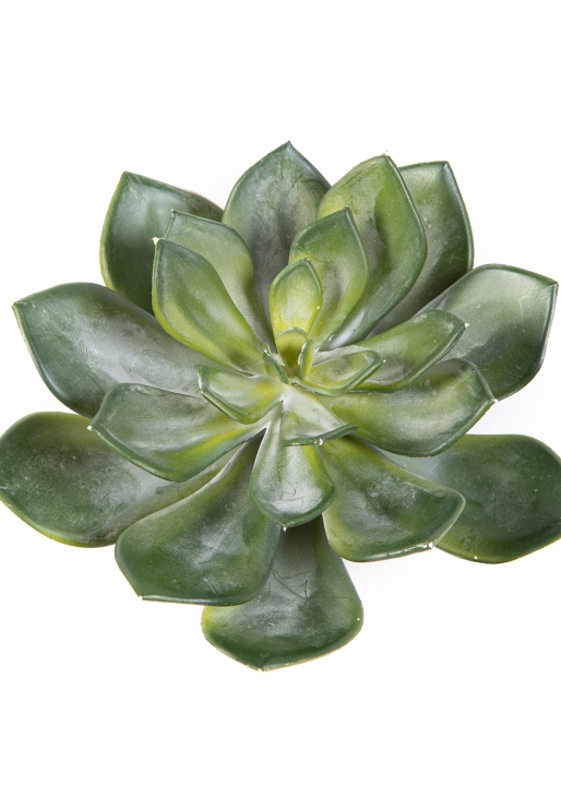 Echeveria Green 15 cm