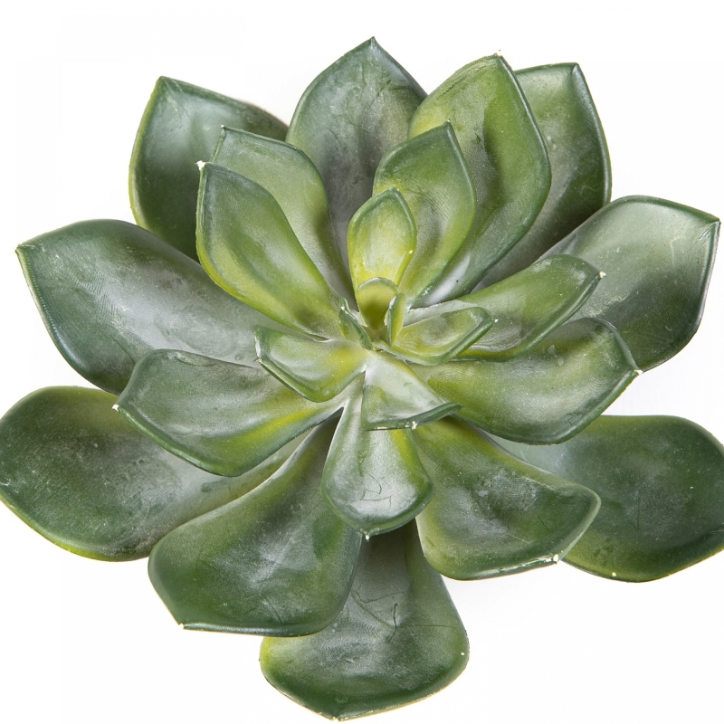 Echeveria Green 15 cm