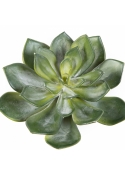 Echeveria Green 15 cm