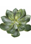 Echeveria Green 15 cm