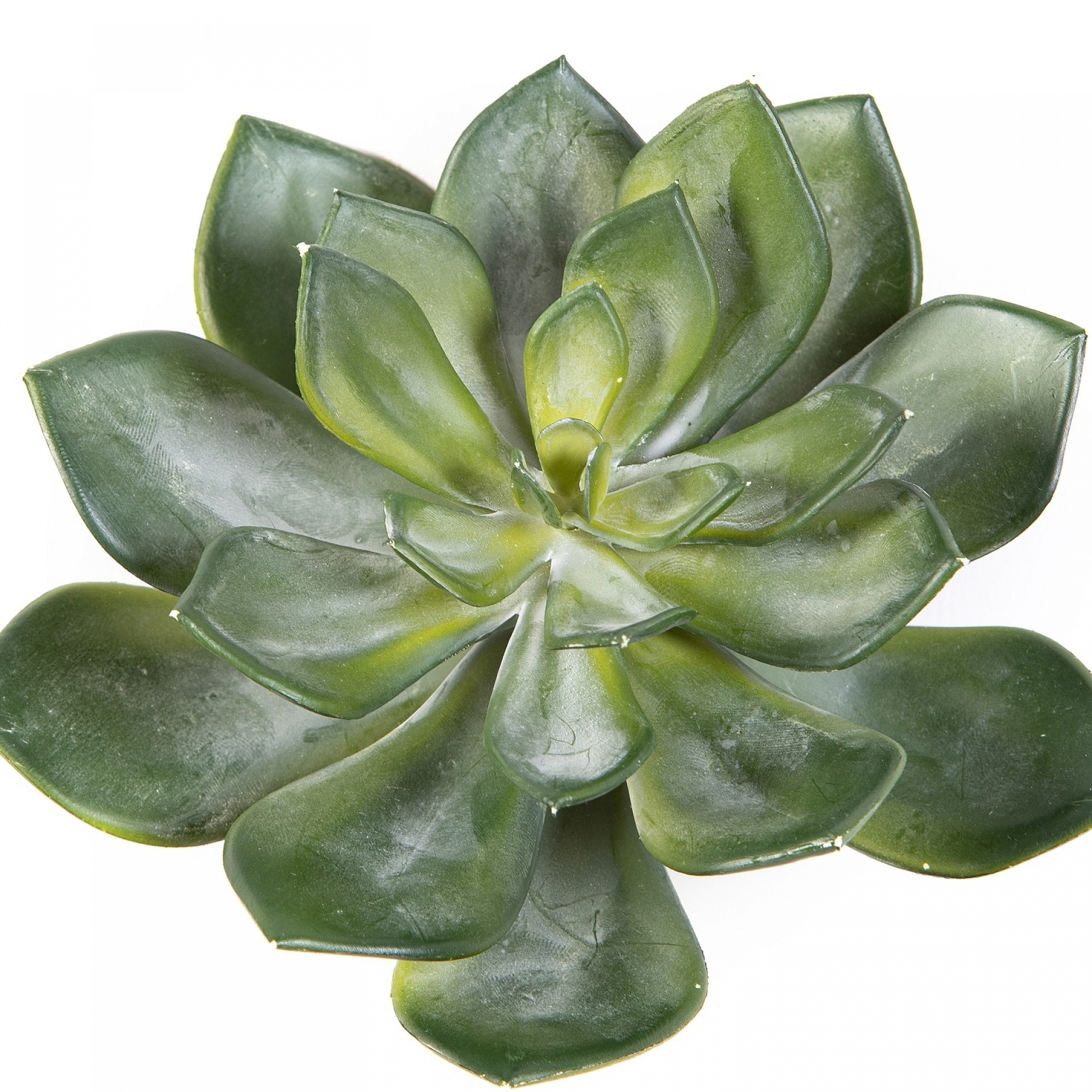 Echeveria Green 15 cm