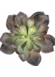 Echeveria Green/Red 15 cm