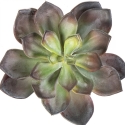Echeveria Green/Red 15 cm