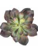 Echeveria Green/Red 15 cm