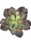 Echeveria Green/Red 15 cm