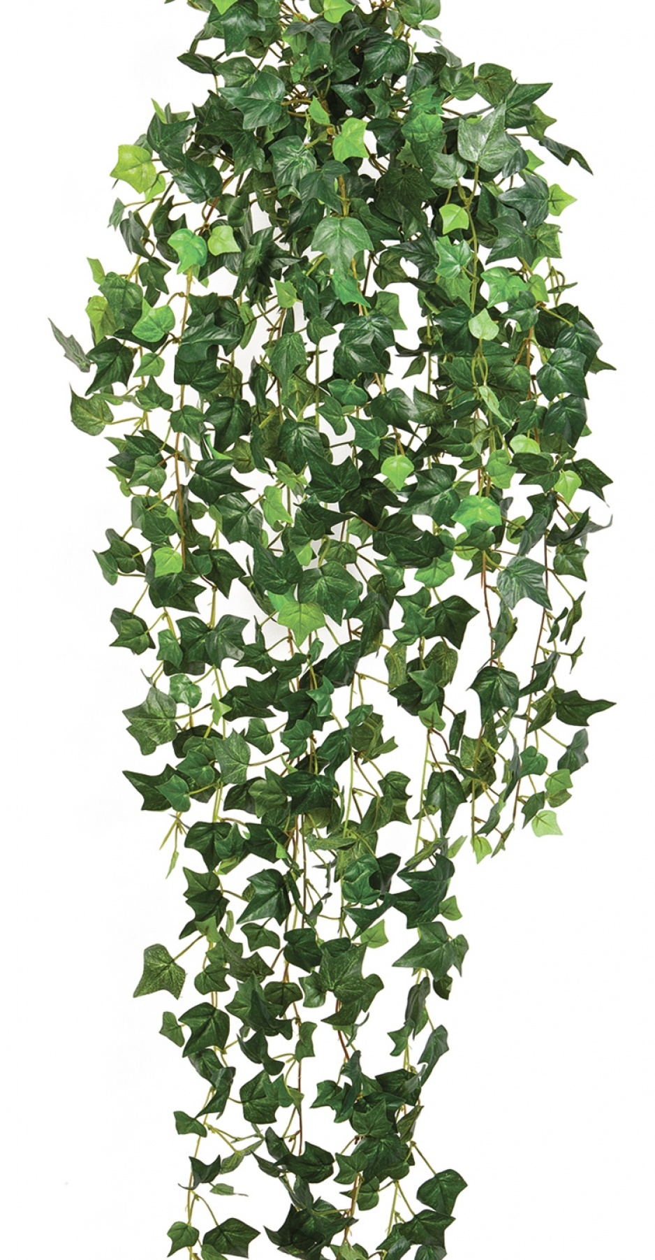 English ivy hanging bush 85 cm