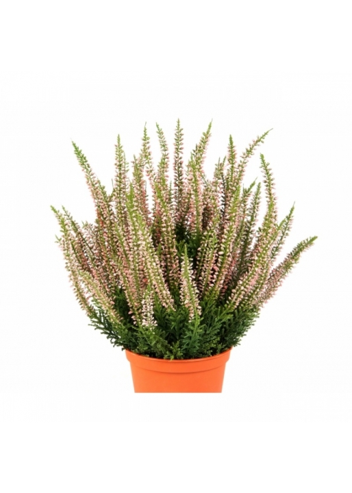 Erica Bush w/pot 35 cm