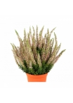 Erica Bush w/pot 35 cm