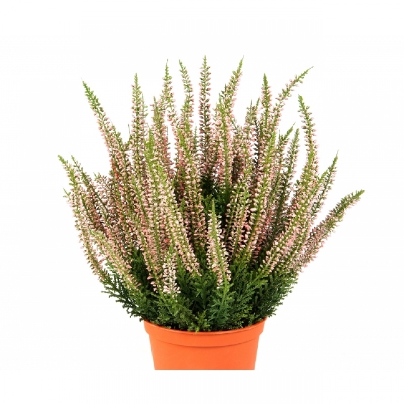 Erica Bush w/pot 35 cm