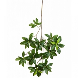 Euonymus japonicus spray 55 cm