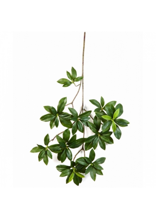 Euonymus japonicus spray 55 cm