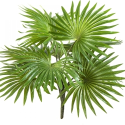 FAN PALM BUSH X 10 LEAVES 35 cm