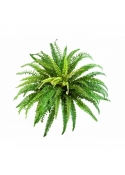 FOREST FERN X 57 70-85 cm