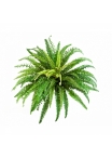 FOREST FERN X 57 70-85 cm