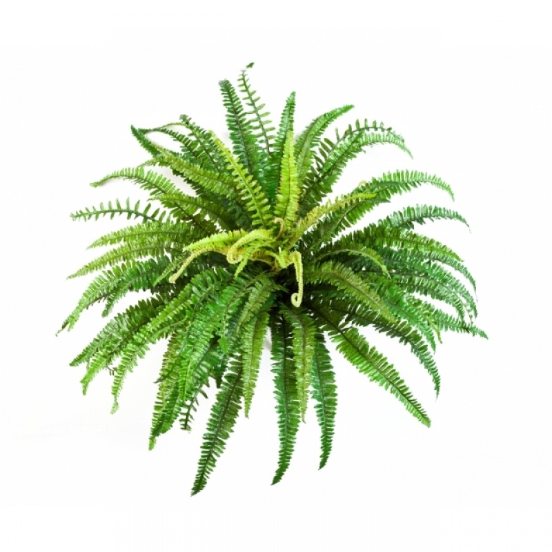FOREST FERN X 57 70-85 cm