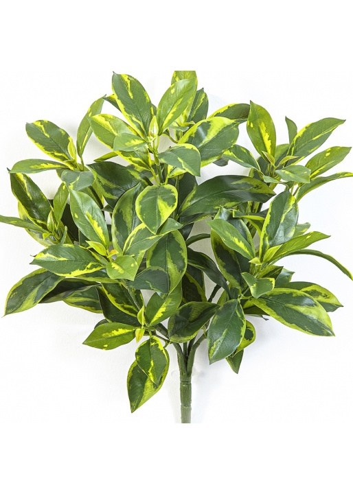 Fagraea Ceilanica Bush 44 cm