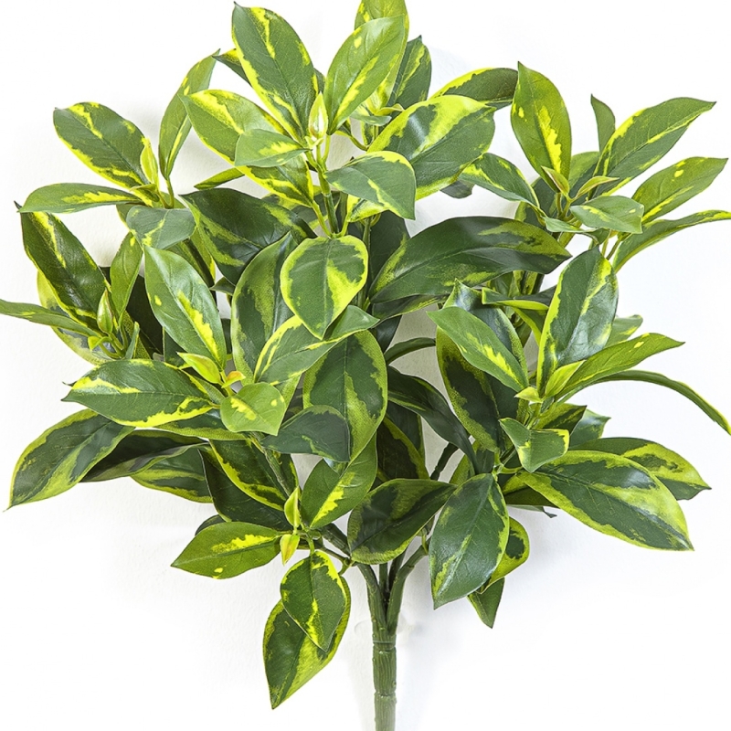 Fagraea Ceilanica Bush 44 cm