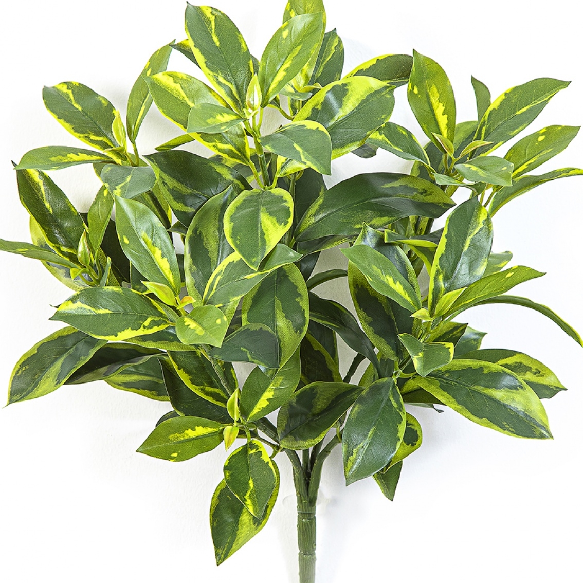 Fagraea Ceilanica Bush 44 cm