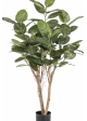 Ficus Audrey Tree 140-200 cm