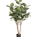 Ficus Audrey Tree 140-200 cm