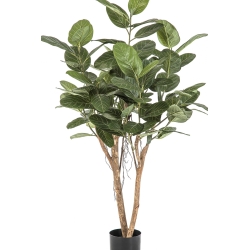 Ficus Audrey Tree 140-200 cm