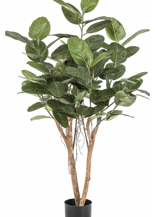 Ficus Audrey Tree 140-200 cm