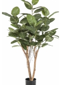 Ficus Audrey Tree 140-200 cm