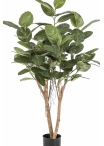 Ficus Audrey Tree 140-200 cm