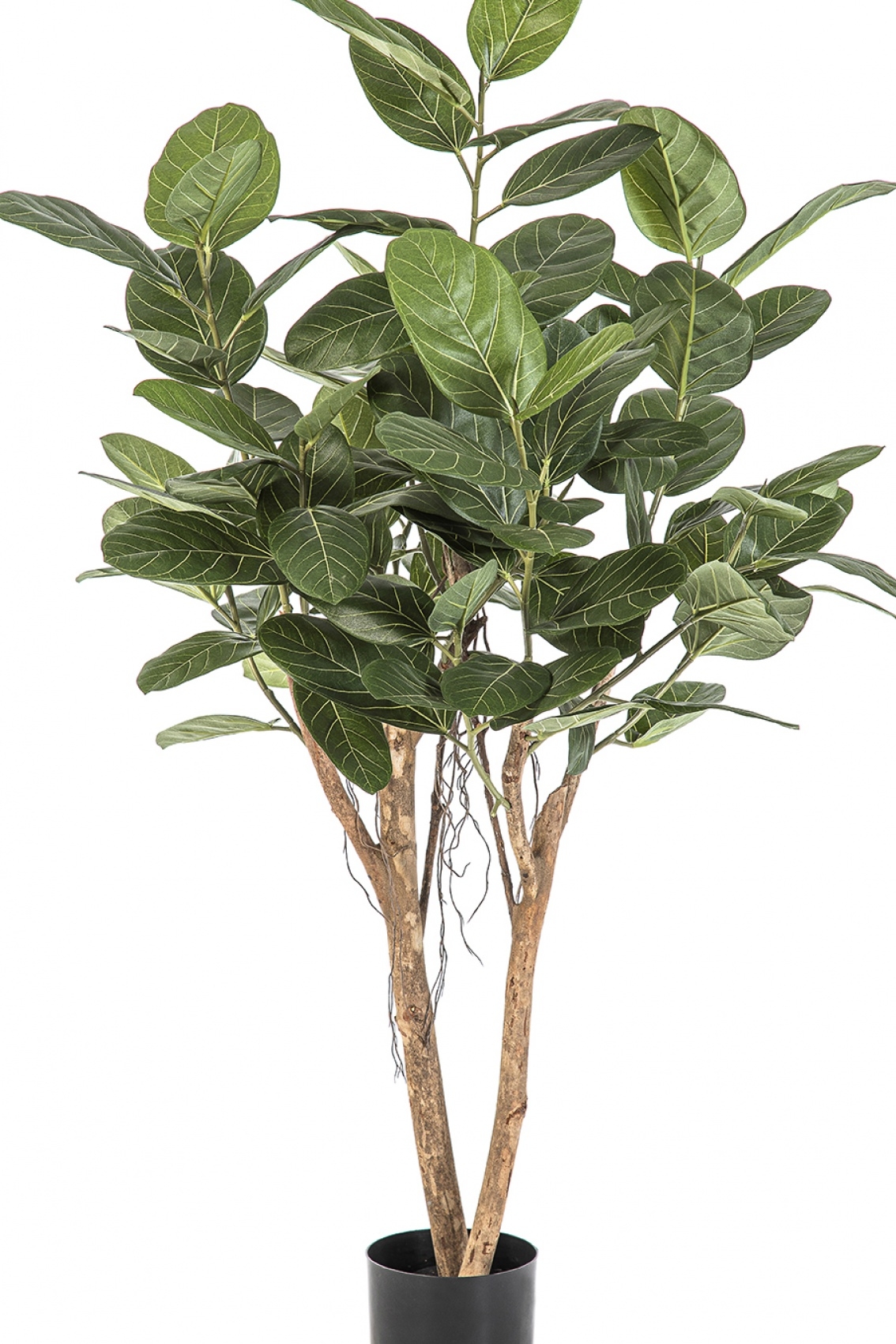 Ficus Audrey Tree 140-200 cm