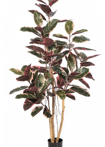 Ficus Elastica Red Ruby 170-295 cm