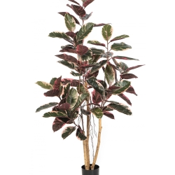 Ficus Elastica Red Ruby 170-295 cm