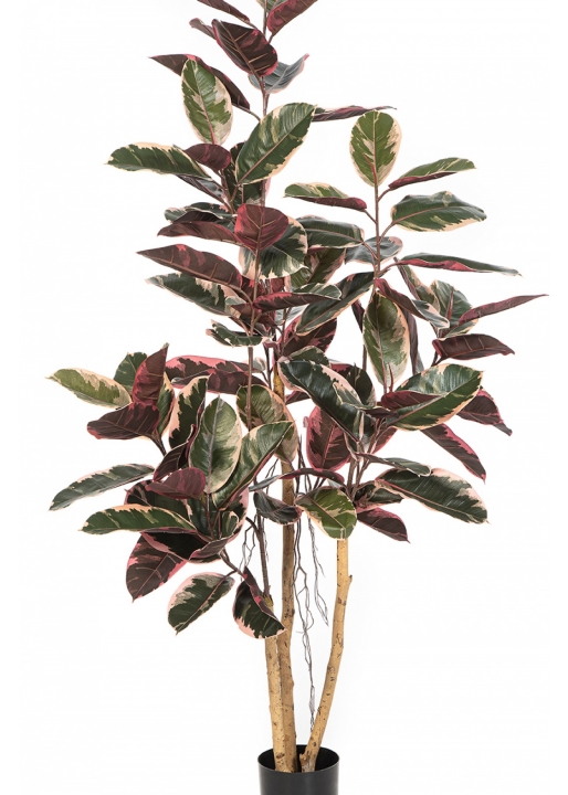 Ficus Elastica Red Ruby 170-295 cm