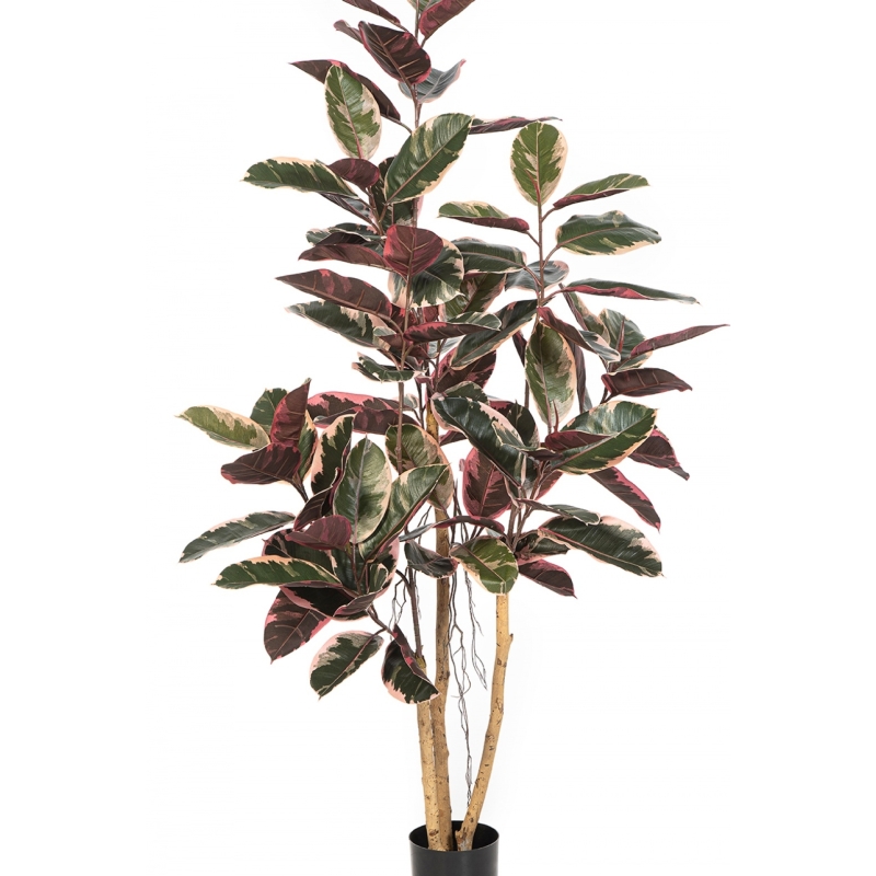 Ficus Elastica Red Ruby 170-295 cm