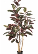 Ficus Elastica Red Ruby 170-295 cm