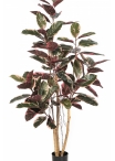 Ficus Elastica Red Ruby 170-295 cm
