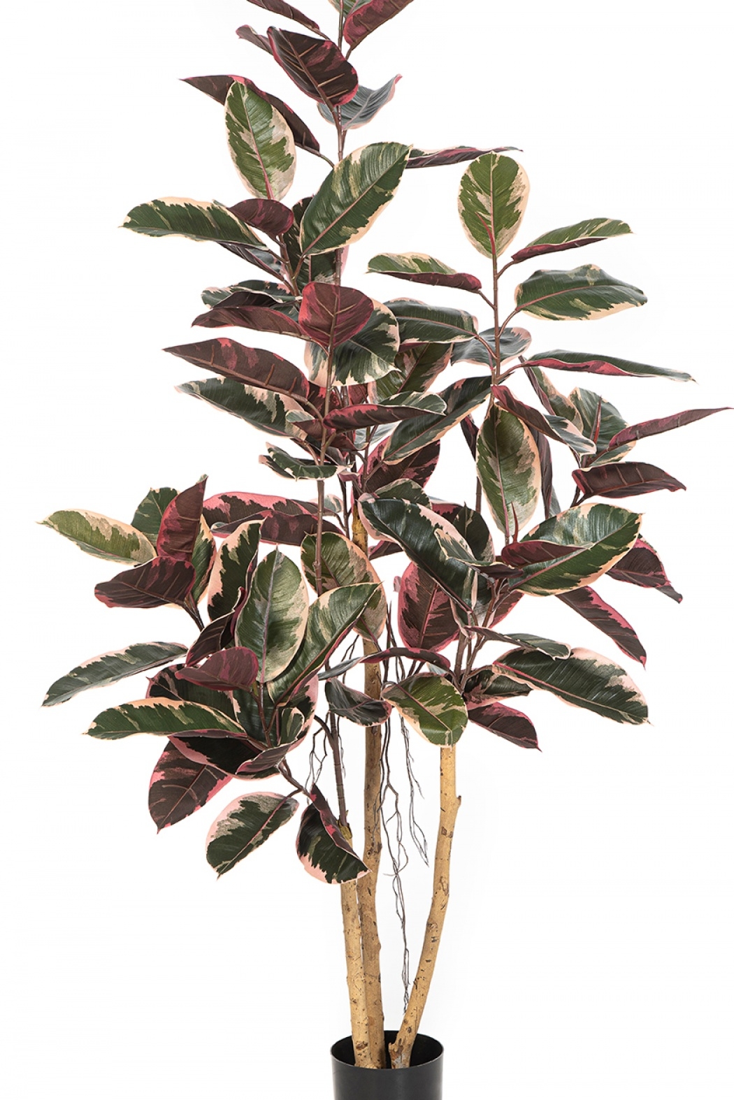 Ficus Elastica Red Ruby 170-295 cm