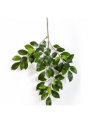 Ficus folia spray 48 cm