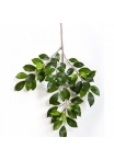 Ficus folia spray 48 cm